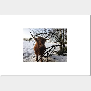 Scottish Highland Cattle Cow 2227 Posters and Art